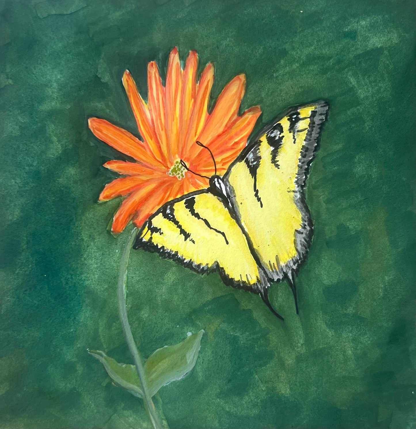 tiger butterfly