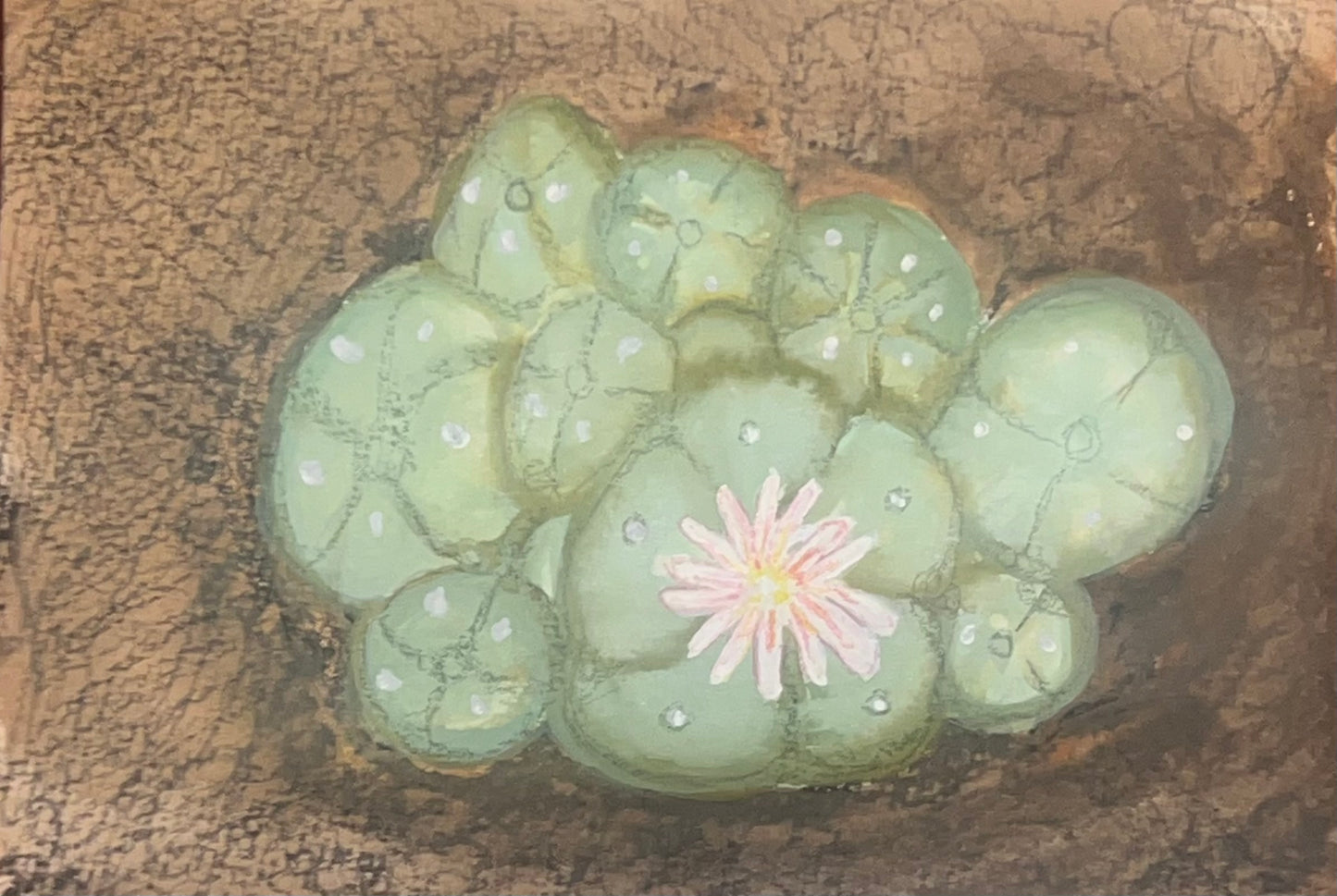 buttons bloom in dirt