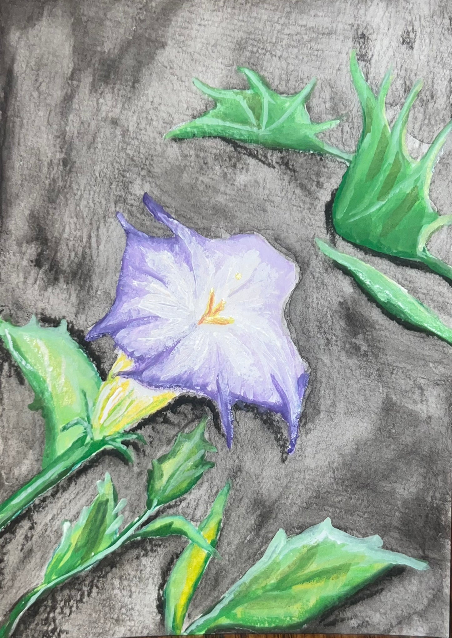 datura at night