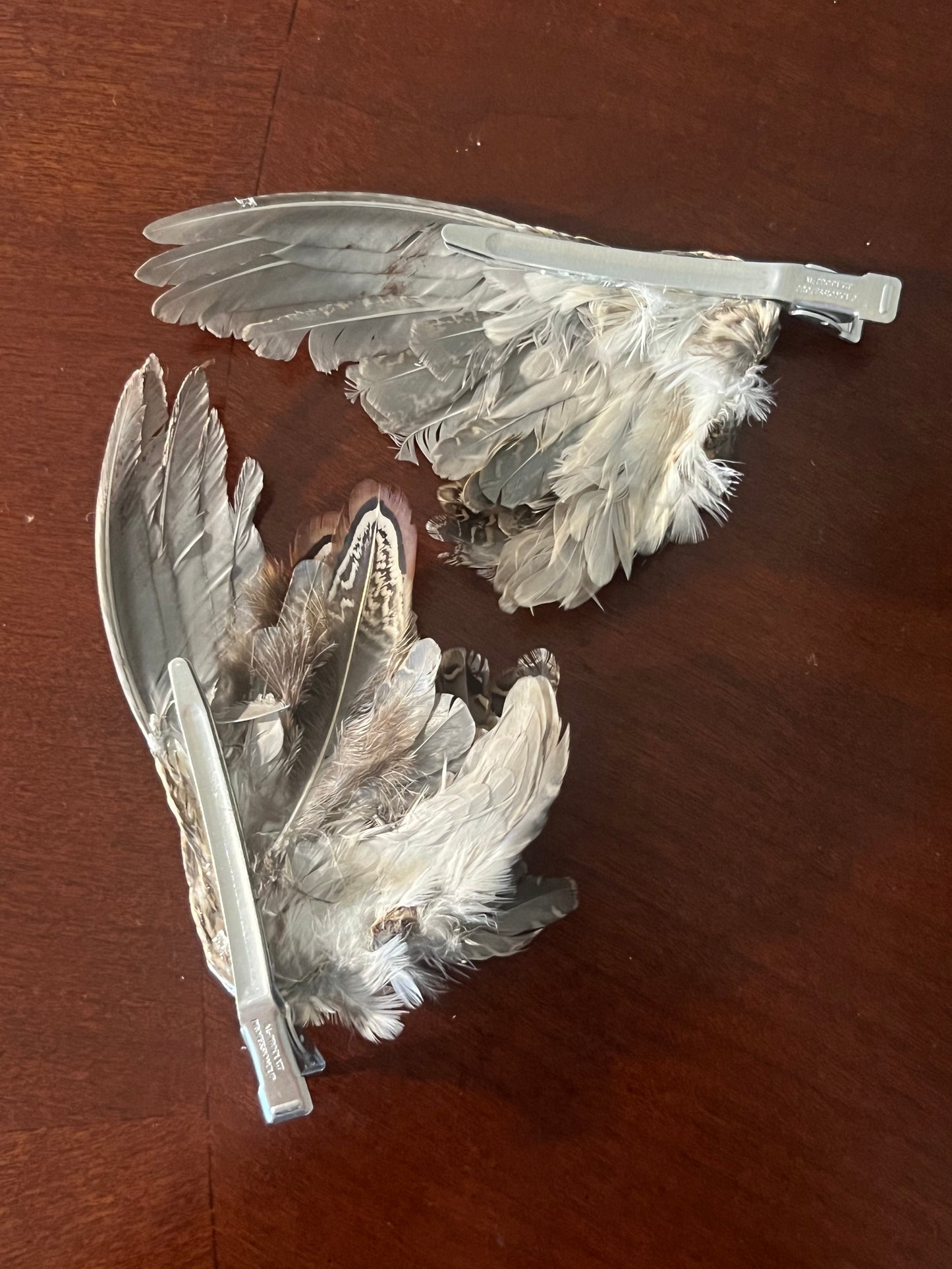 eden quail clips
