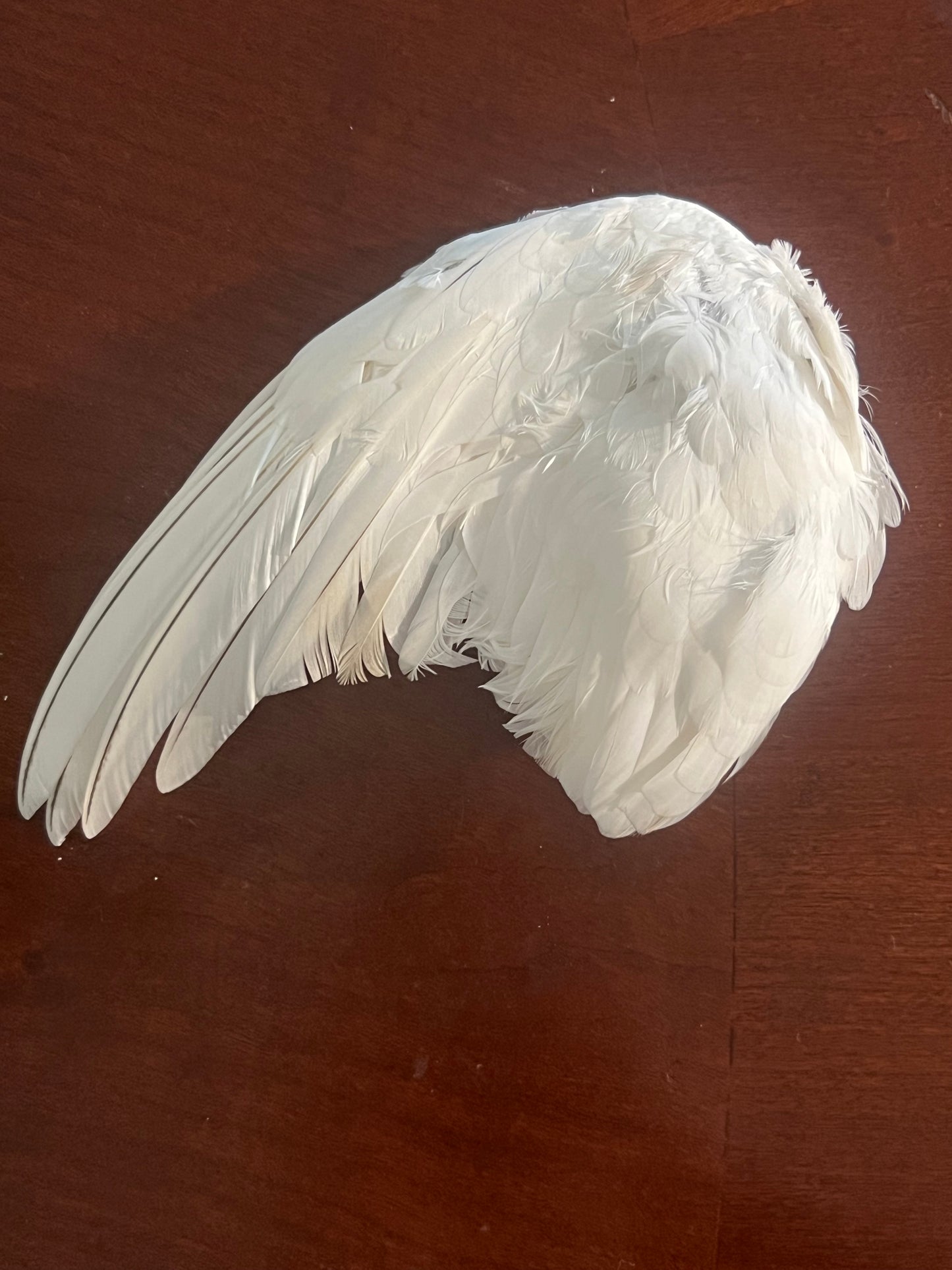 angel eden wing clip